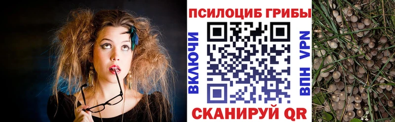 KRAKEN зеркало  Чернушка  Галлюциногенные грибы Psilocybine cubensis 