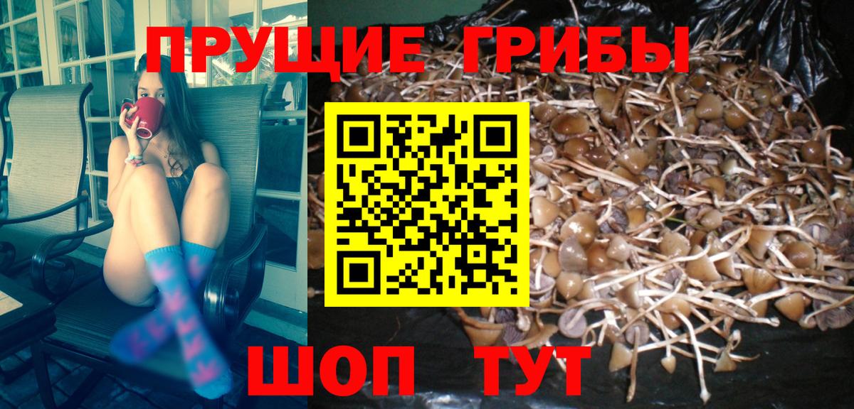 Галлюциногенные грибы прущие грибы Чернушка
