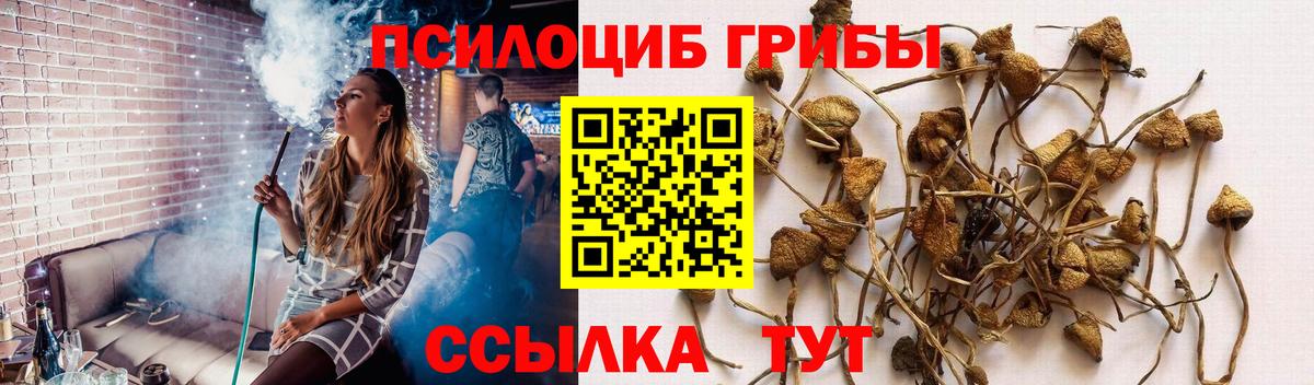 Чернушка  Галлюциногенные грибы ЛСД  Вход с VPN 